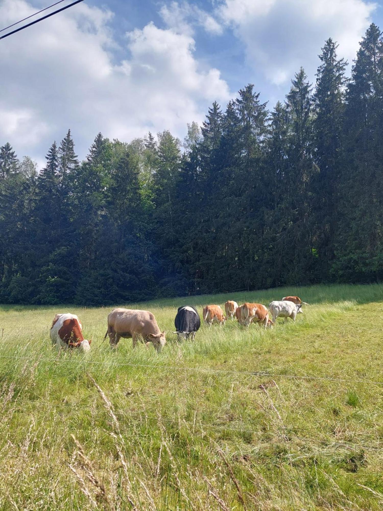 Ferienhaus Rosemarie Erlbach Vogtland Bagian luar foto